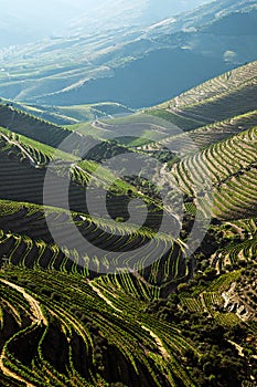 Douro Vineyards by the River