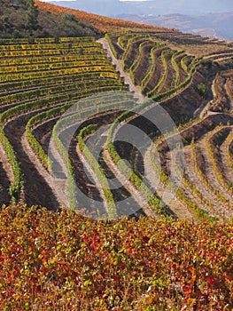 Douro wine region vineyards landscape Portugal