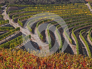 Douro wine region vineyards landscape Portugal