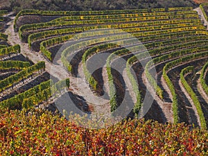 Douro wine region vineyards landscape Portugal photo