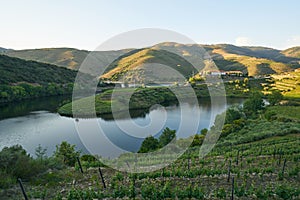 Douro wine valley region s shape bend river in Quinta do Tedo at sunset, in Portugal