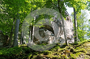 Dovbush Rocks, Carpathian Mountains, Ukraine. National park. Scenic view of green beech trees moss and rocks.