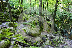 Dovbush Rocks, huge stones, rocks, moss, roots in the moss, trees among the rocks,moss, object, nature, tree, forest, rock