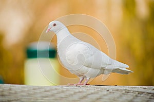 Dove