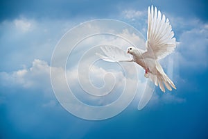 Dove in the air with wings wide open