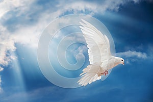 Dove in the air with wings wide open