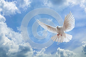 Dove in the air with wings wide open in-front of the sky