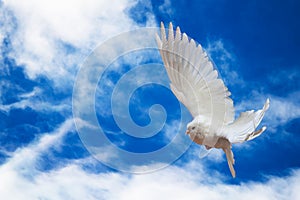 Dove in the air with wings wide open in-front of the sky