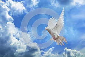 Dove in the air with wings wide open in-front of the sky