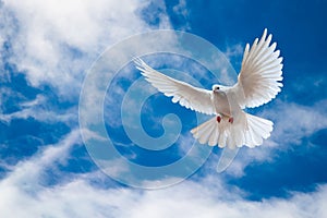 Dove in the air with wings wide open in-front of the sky