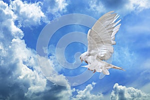 Dove in the air with wings wide open in-front of the sky