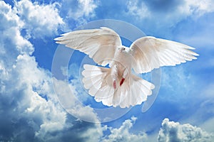 Dove in the air with wings wide open in-front of the sky