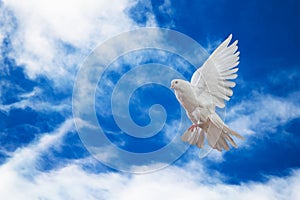 Dove in the air with wings wide open in-front of the sky