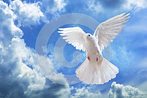 Dove in the air with wings wide open in-front of the sky