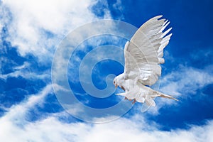 Dove in the air with wings wide open in-front of the sky