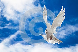 Dove in the air with wings wide open in-front of the sky