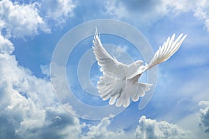 Dove in the air with wings wide open in-front of the sky