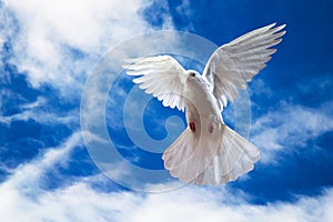 Dove in the air with wings wide open in-front of the sky