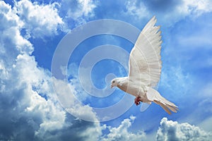 Dove in the air with wings wide open in-front of the sky