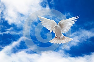 Dove in the air with wings wide open in-front of the sky