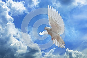 Dove in the air with wings wide open in-front of the sky