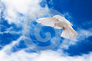 Dove in the air with wings wide open in-front of the sky