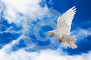 Dove in the air with wings wide open in-front of the sky