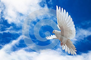 Dove in the air with wings wide open in-front of the sky