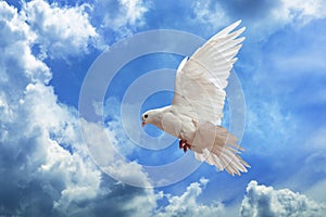 Dove in the air with wings wide open in-front of the sky