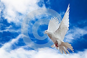 Dove in the air with wings wide open in-front of the sky