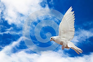 Dove in the air with wings wide open in-front of the sky