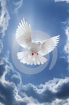 Dove in the air with wings wide open in-front of the sky