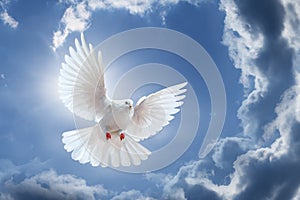 Dove in the air with wings wide open in-front of the sky