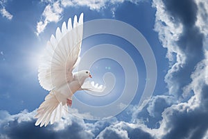 Dove in the air with wings wide open in-front of the sky