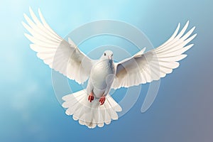 Dove in air with wings wide open in-front of the sun