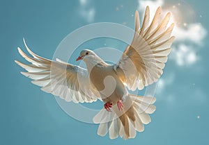 Dove in the air with wings wide open in-front of the sun