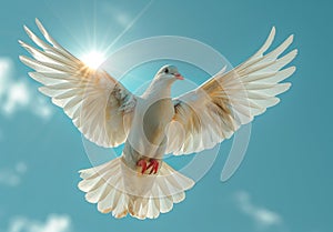 Dove in the air with wings wide open in-front of the sun