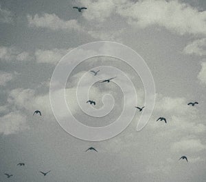 Dove in the sky with clouds