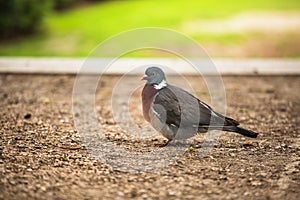 Dove. Beautiful pigeon in Tuilleries garden in Paris, France photo