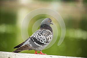 Dove. Beautiful pigeon in Tuilleries garden in Paris, France photo