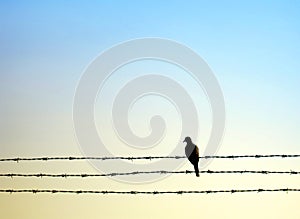 Dove bird on barb wire
