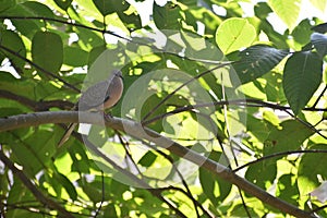 Dove bird in the branch of tree
