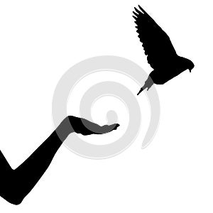 Dove bird flew up from female hand, isolated silhouette. Vector illustration