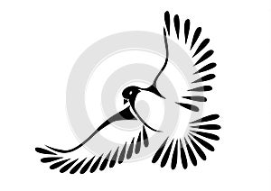 Dove or bird in flight