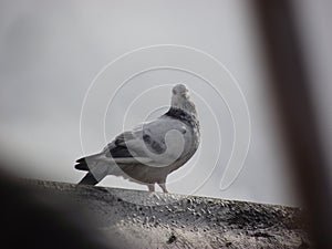 Dove Bird photo