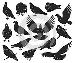 Dove bird isolated black set icon. Pigeon vector black set icon. Vector illustration dove bird on white background.