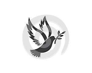 Dove bird loog design vector illustration