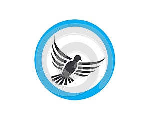 Dove bird loog design vector illustration