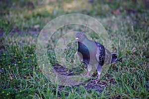 The dove the bird of peace. Pigeon in the Park.