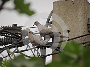 A dove bird sitting on a lamp pole wires